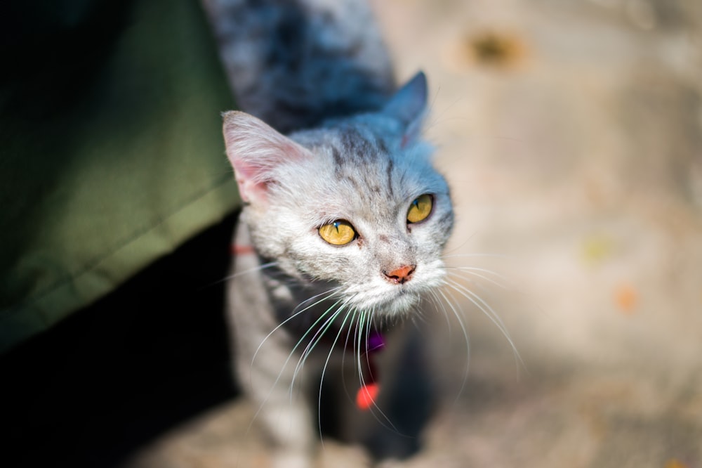 a cat with a purple hat