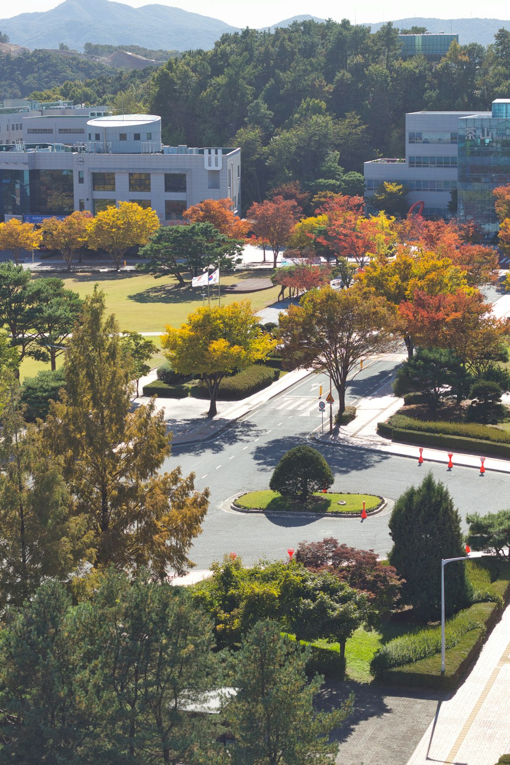 a park with trees and buildings