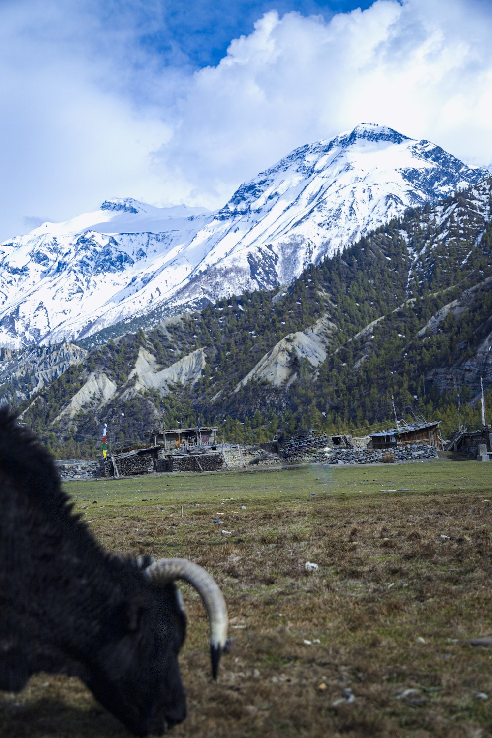 a ram stands in a field