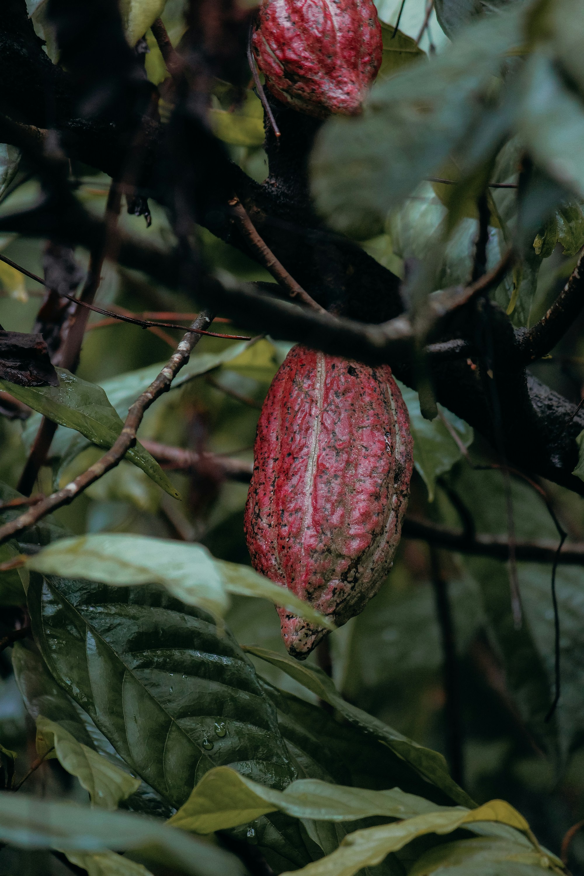 a red flower on a tree
