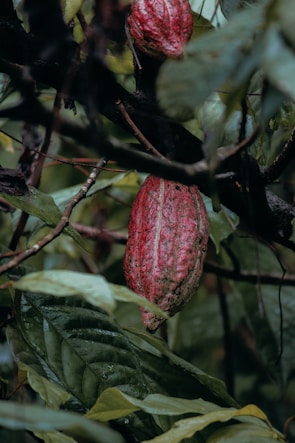 a red flower on a tree