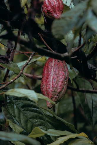 a red flower on a tree