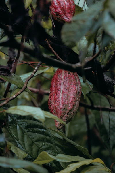 a red flower on a tree