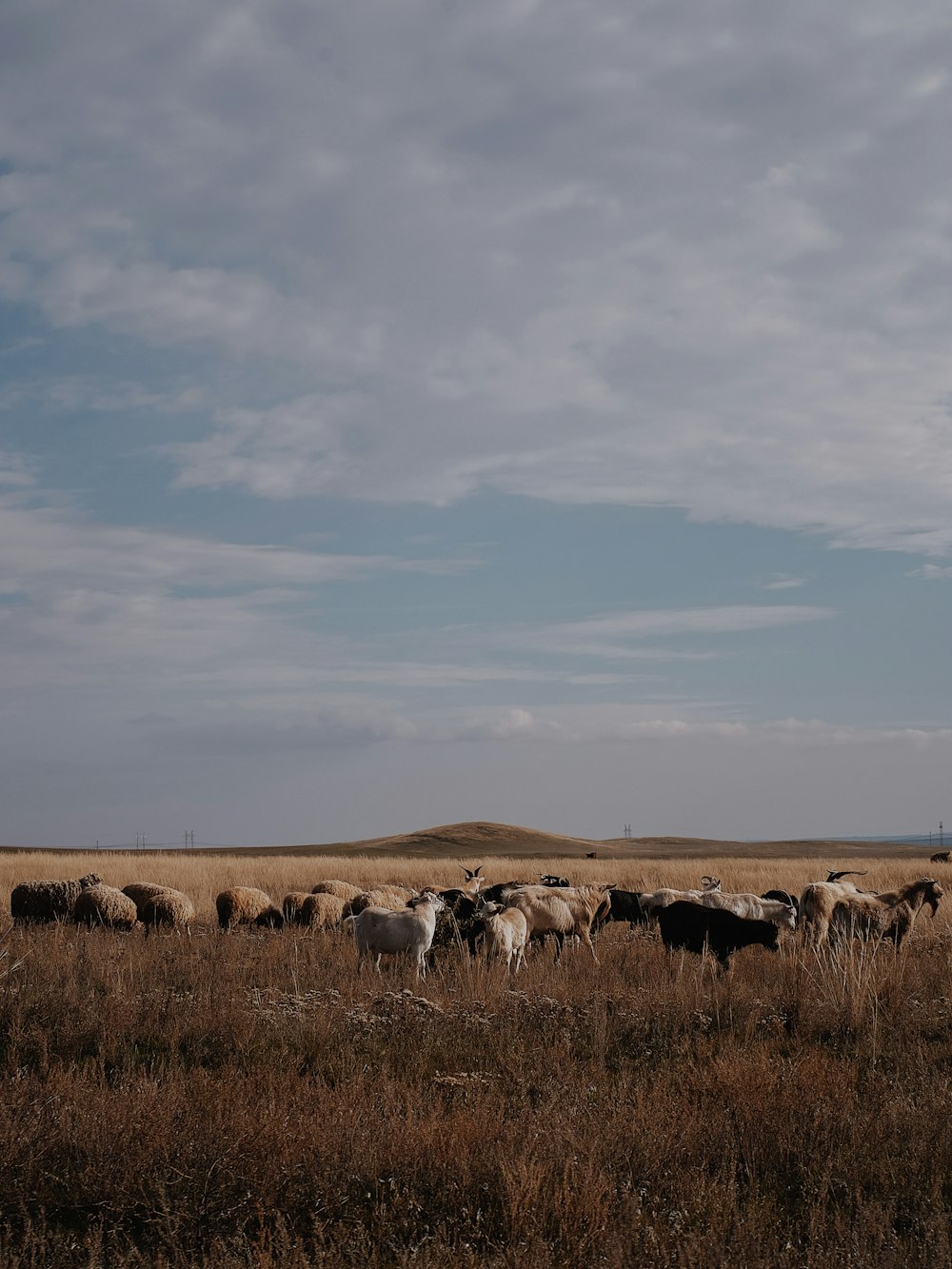 a herd of cows grazing in a field