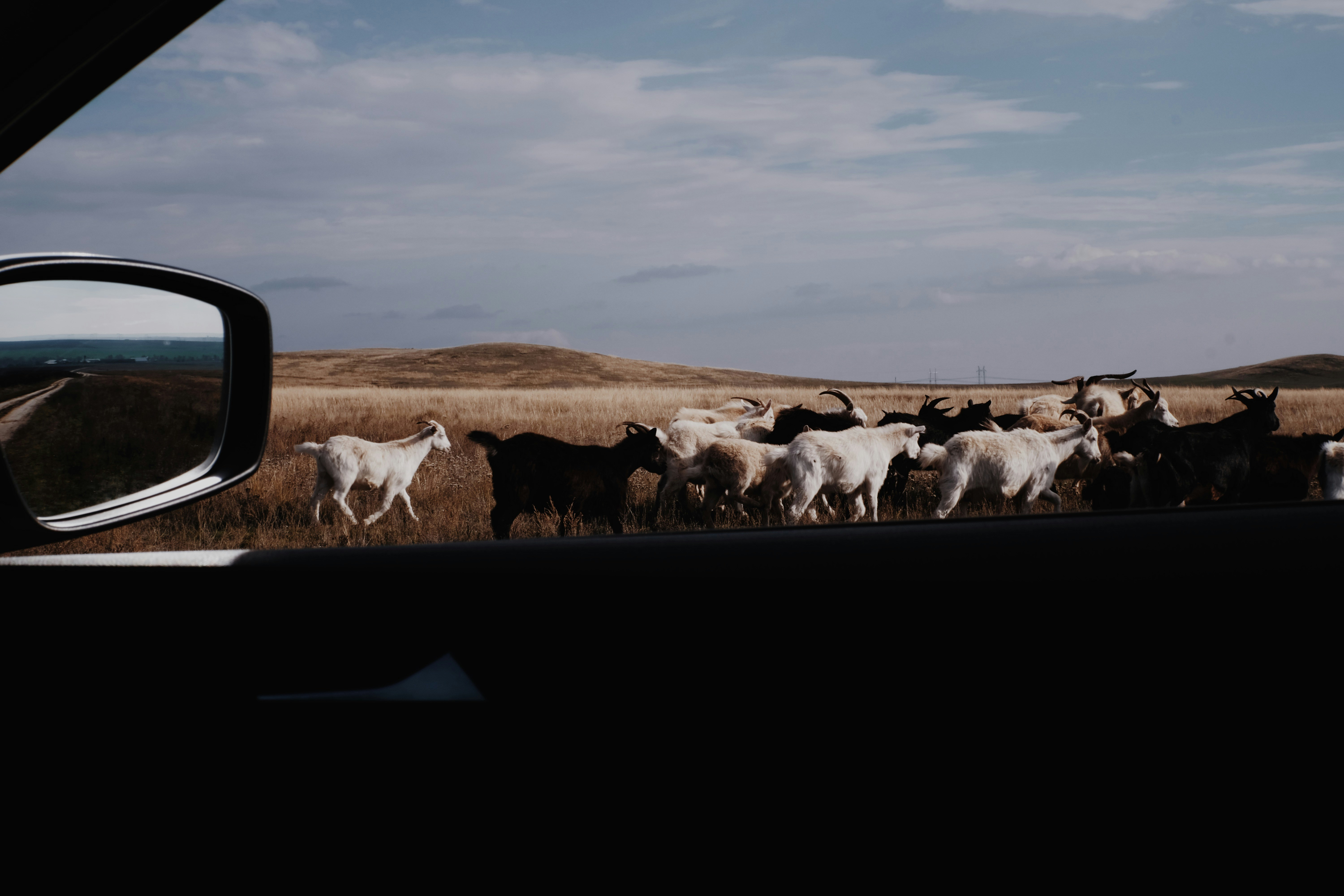 a group of animals in a field