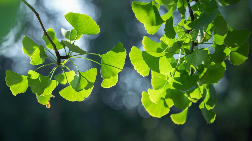 a close up of a plant