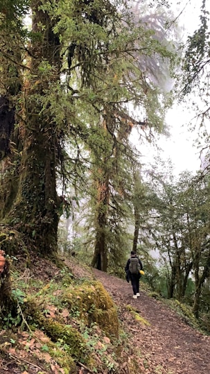 a person walking on a trail in the woods