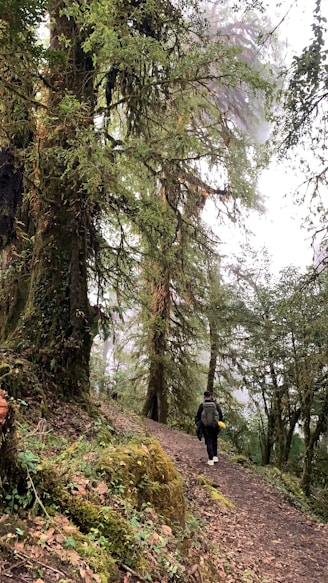 a person walking on a trail in the woods