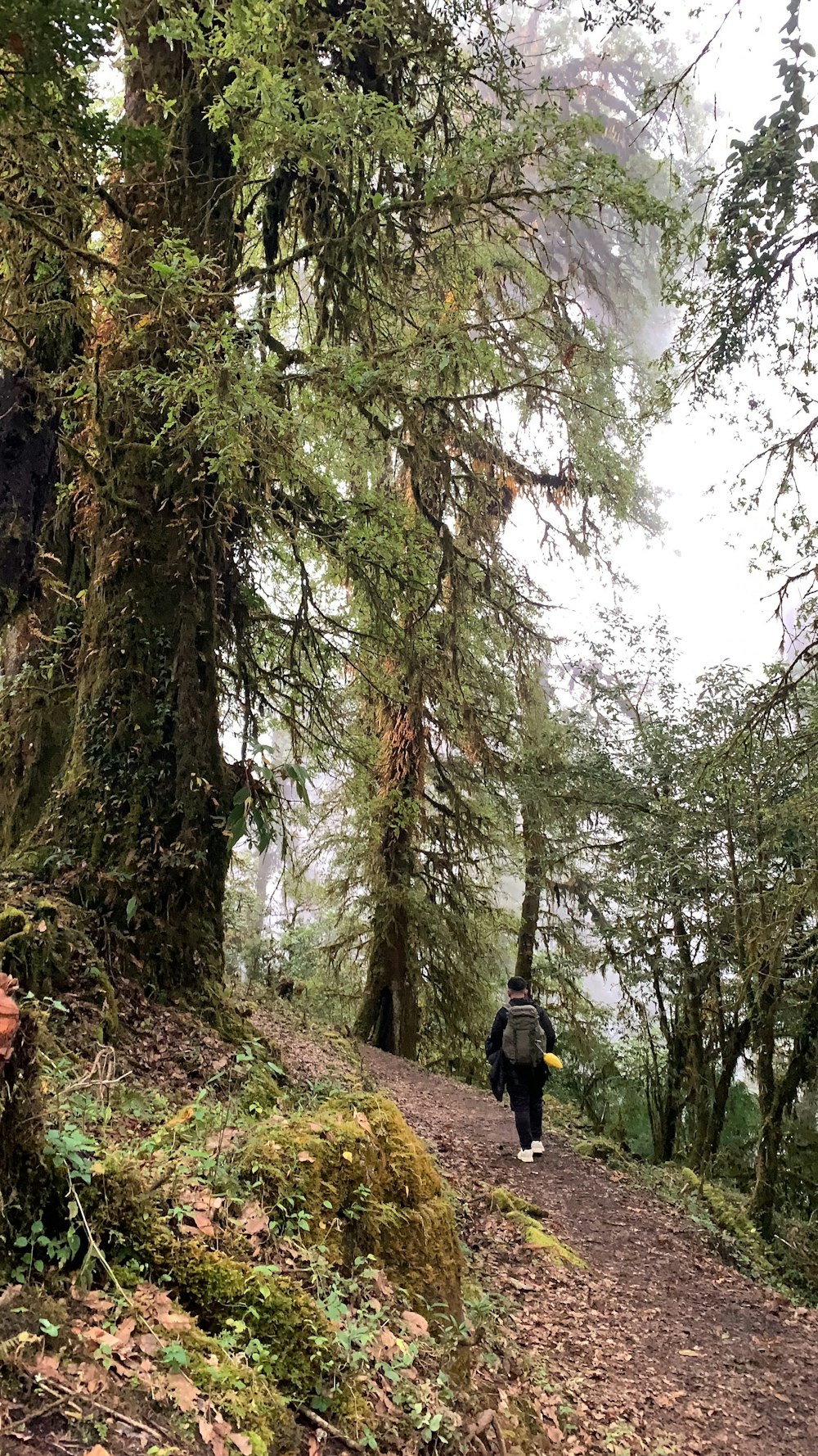 a person walking on a trail in the woods