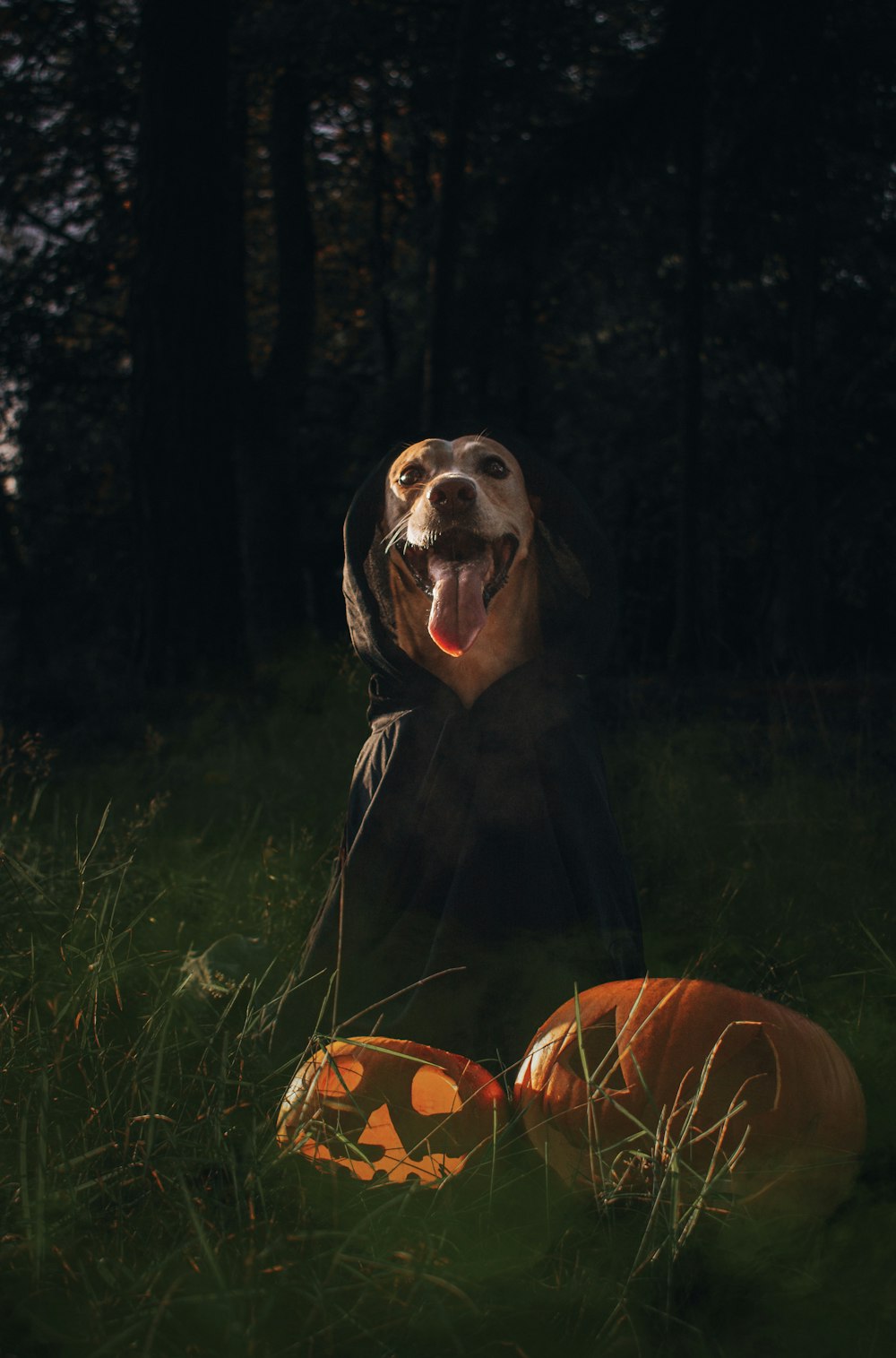 a dog sitting in grass with a pumpkin in front of it