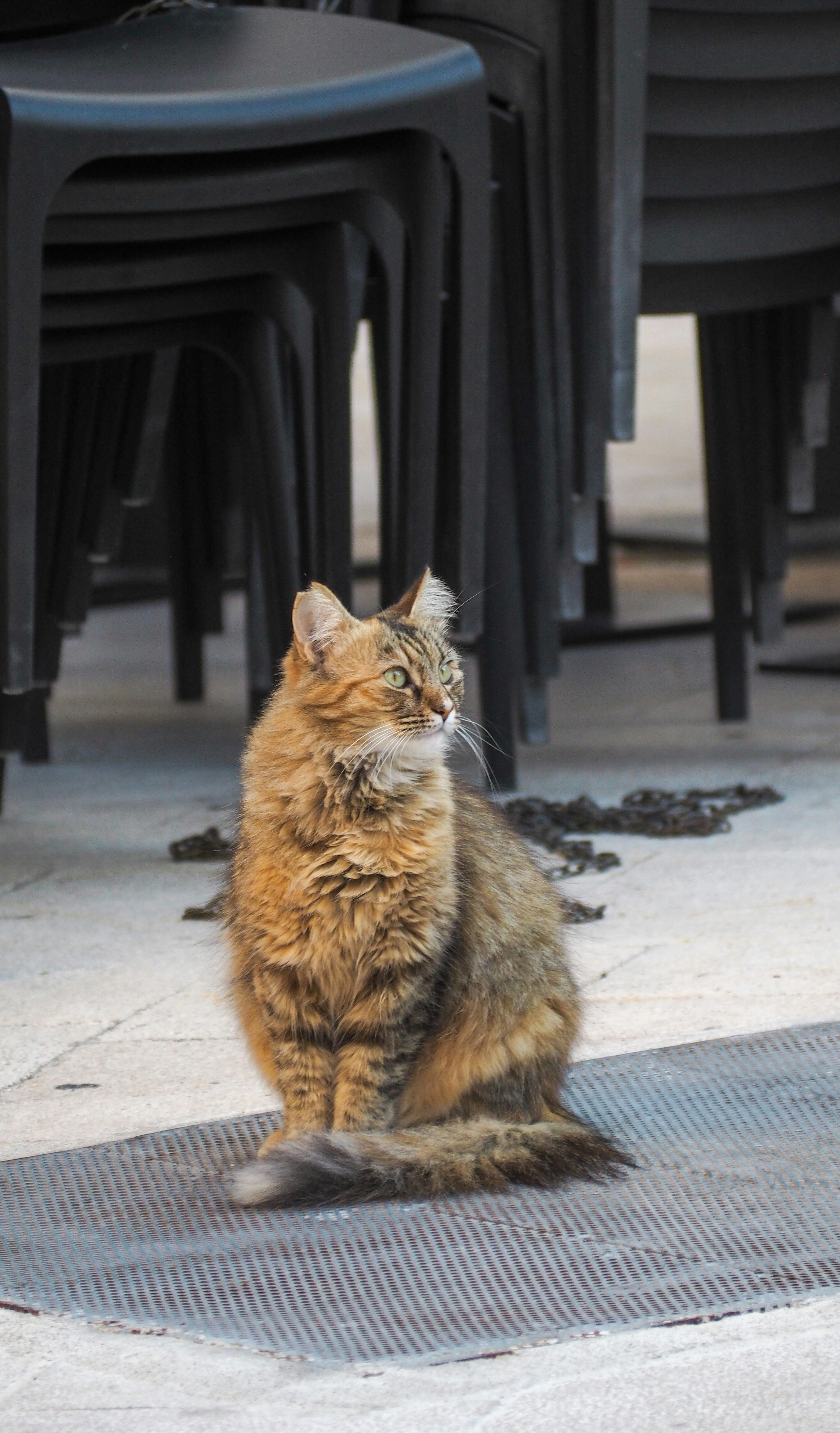 A cat sitting on a patio photo – Free Portrait Image on Unsplash