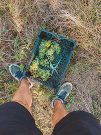 a man with harvested white grapes in a crate at his feet in vineyard