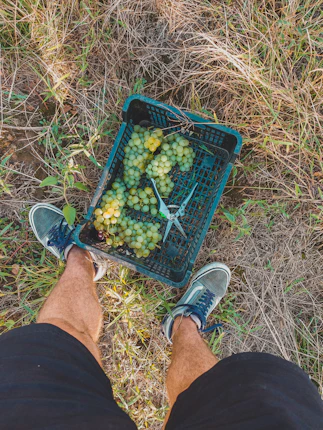 a man with harvested white grapes in a crate at his feet in vineyard