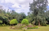 A landscape design plan featuring lush greenery.