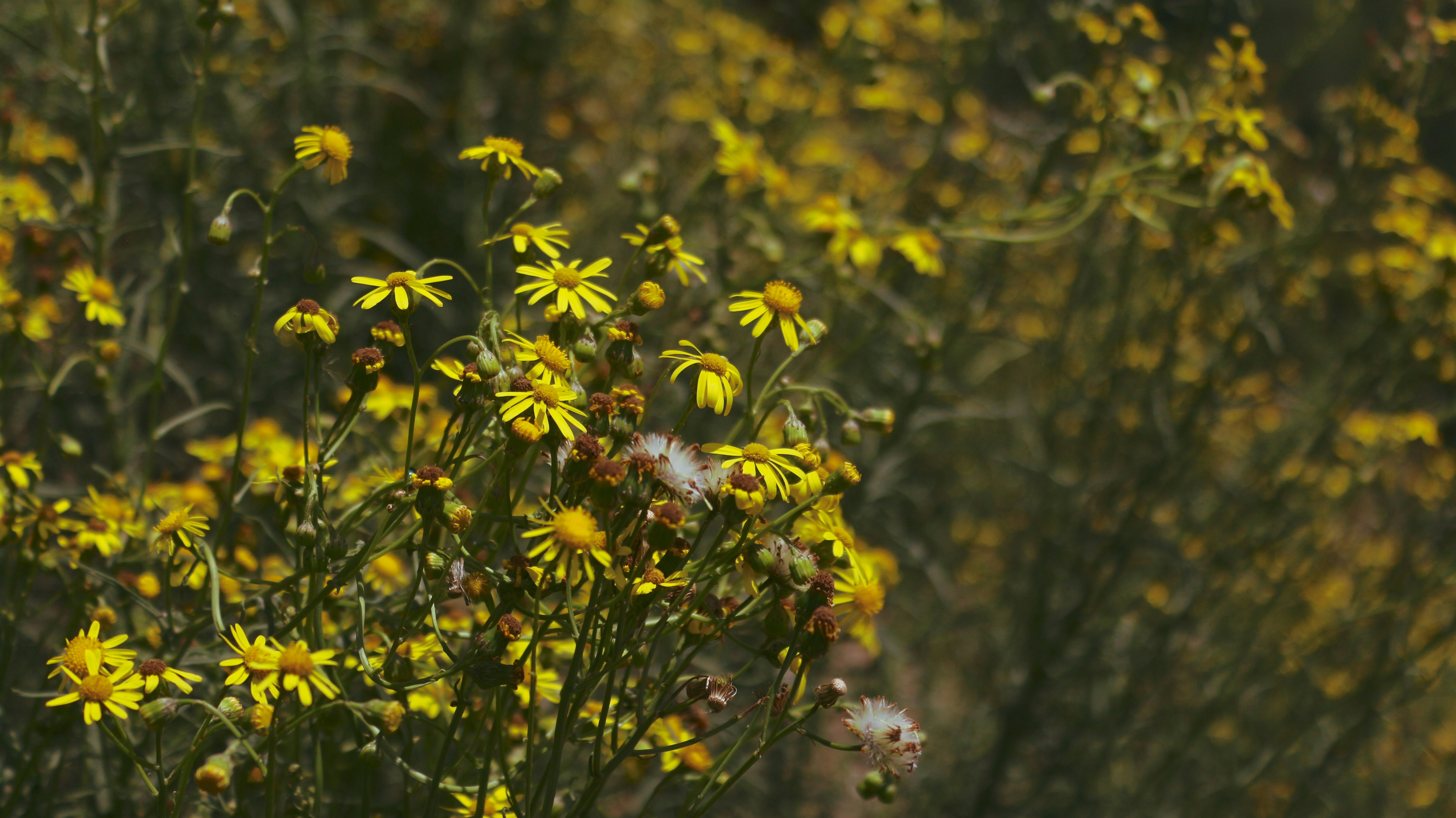 Photo by cyanogenmoded