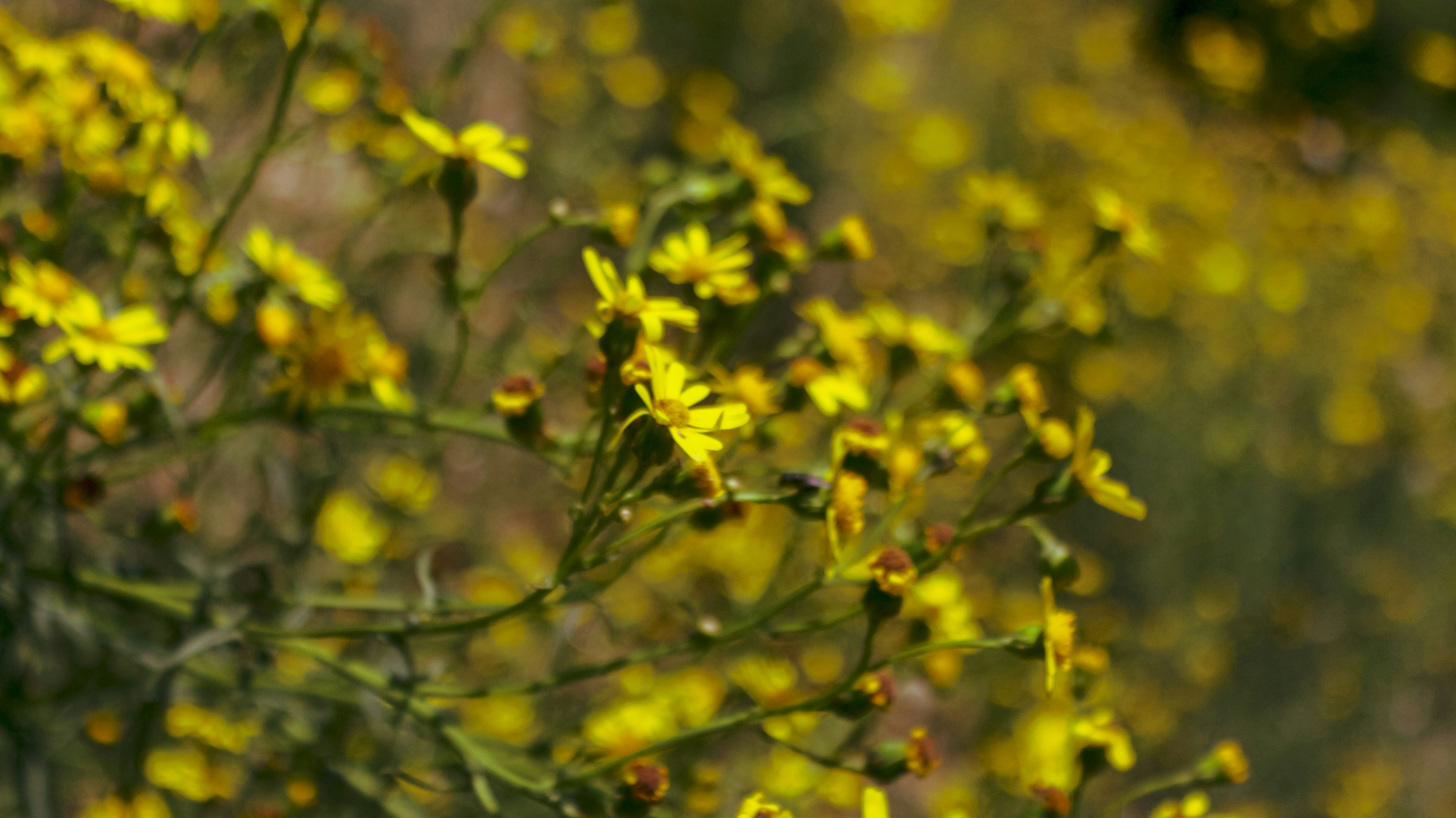 Photo by cyanogenmoded