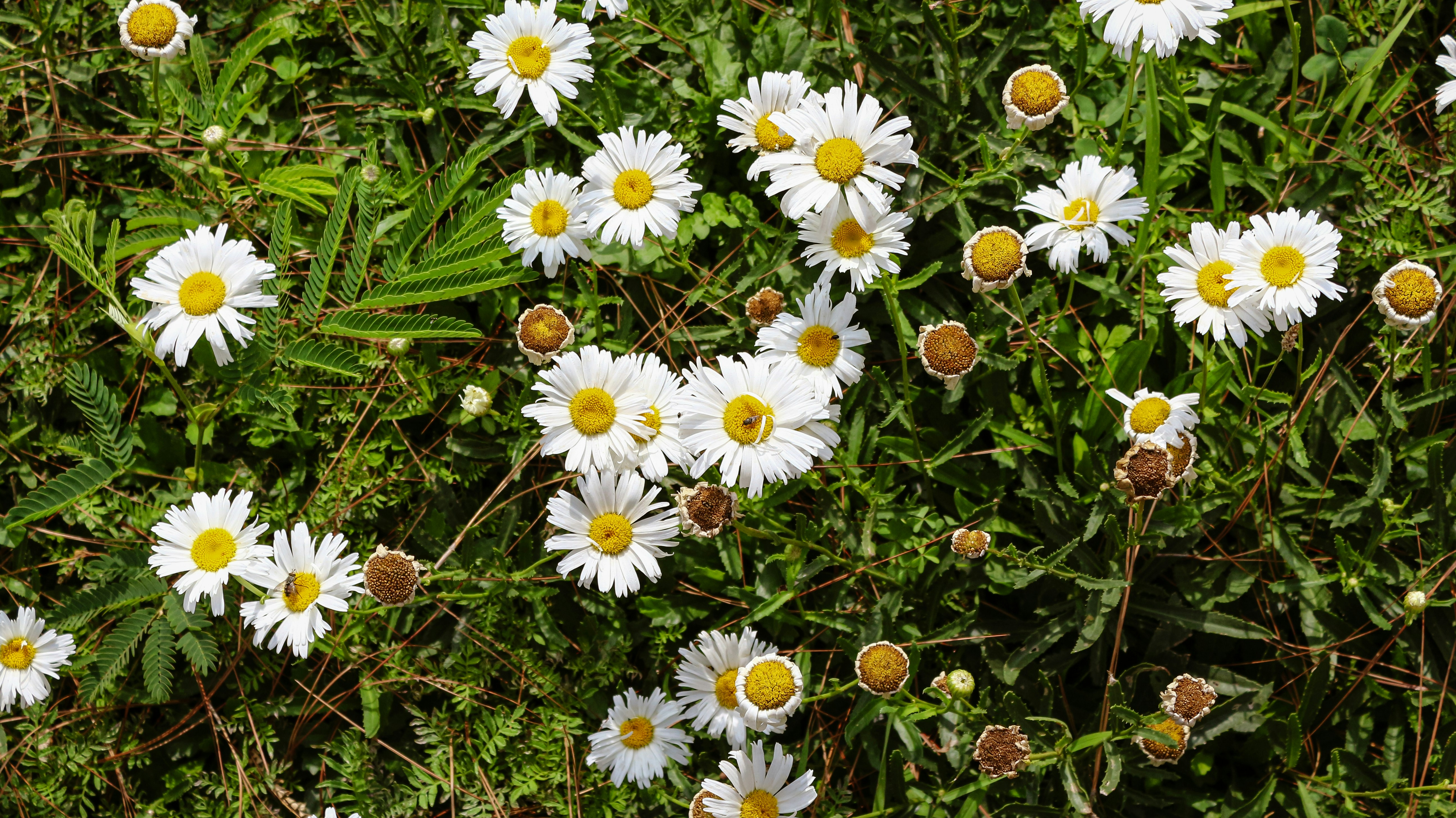 Photo by cyanogenmoded