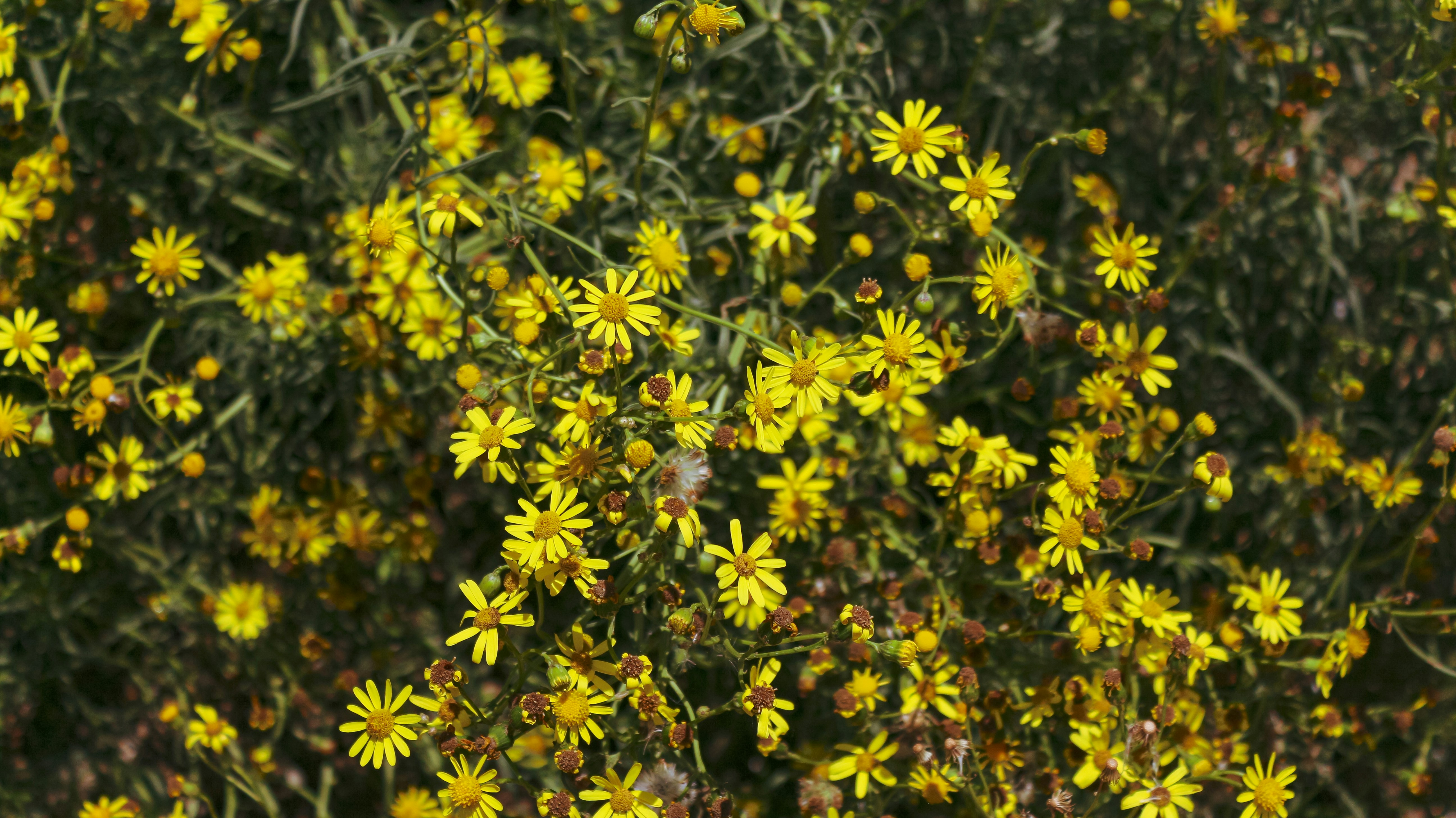 Photo by cyanogenmoded