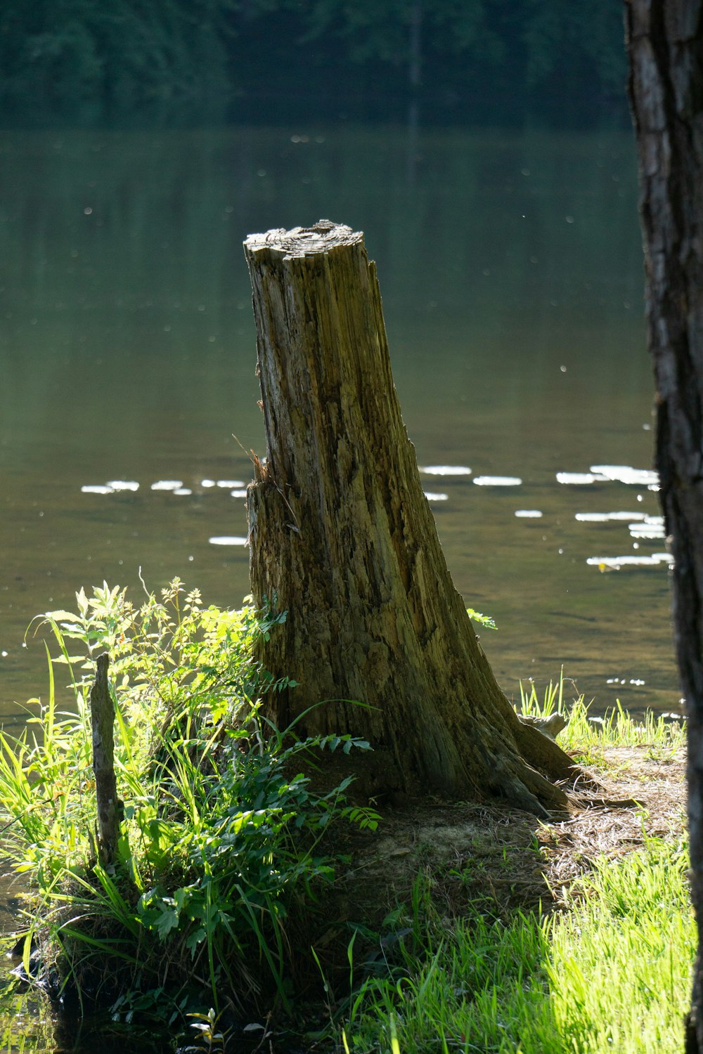 a tree stump in front of a lake
