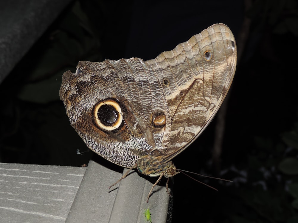 a butterfly on a wood surface