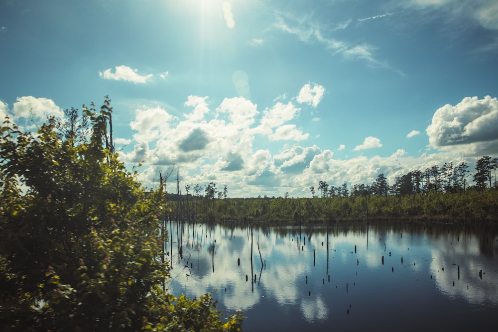 a body of water with trees around it