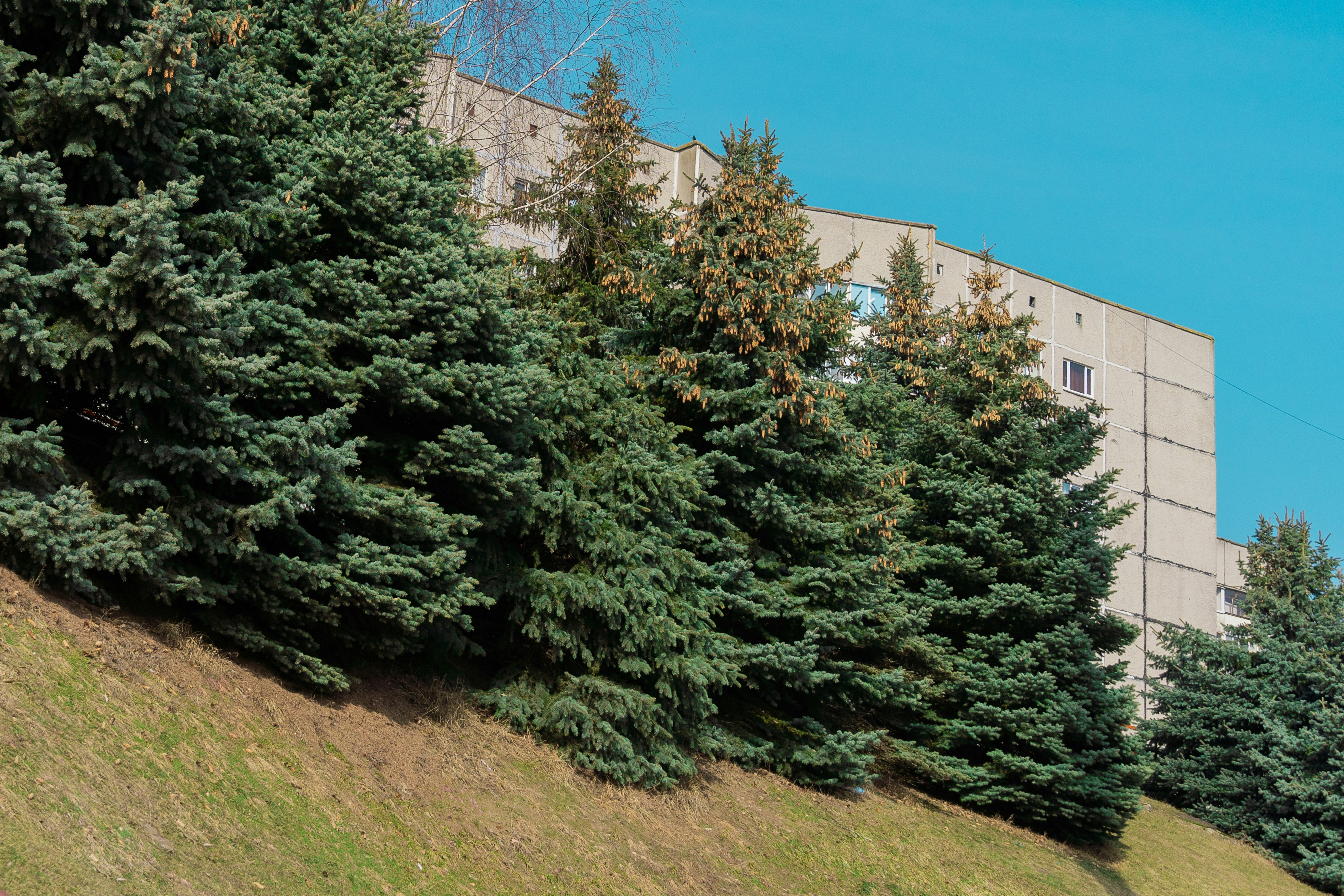 a building with trees in front of it