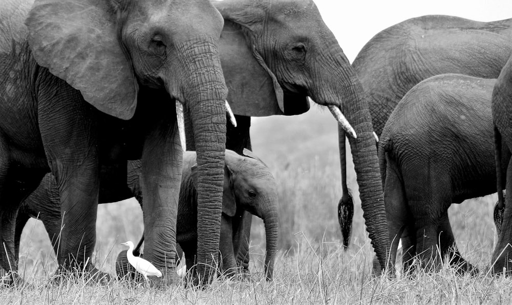 a group of elephants stand in a field