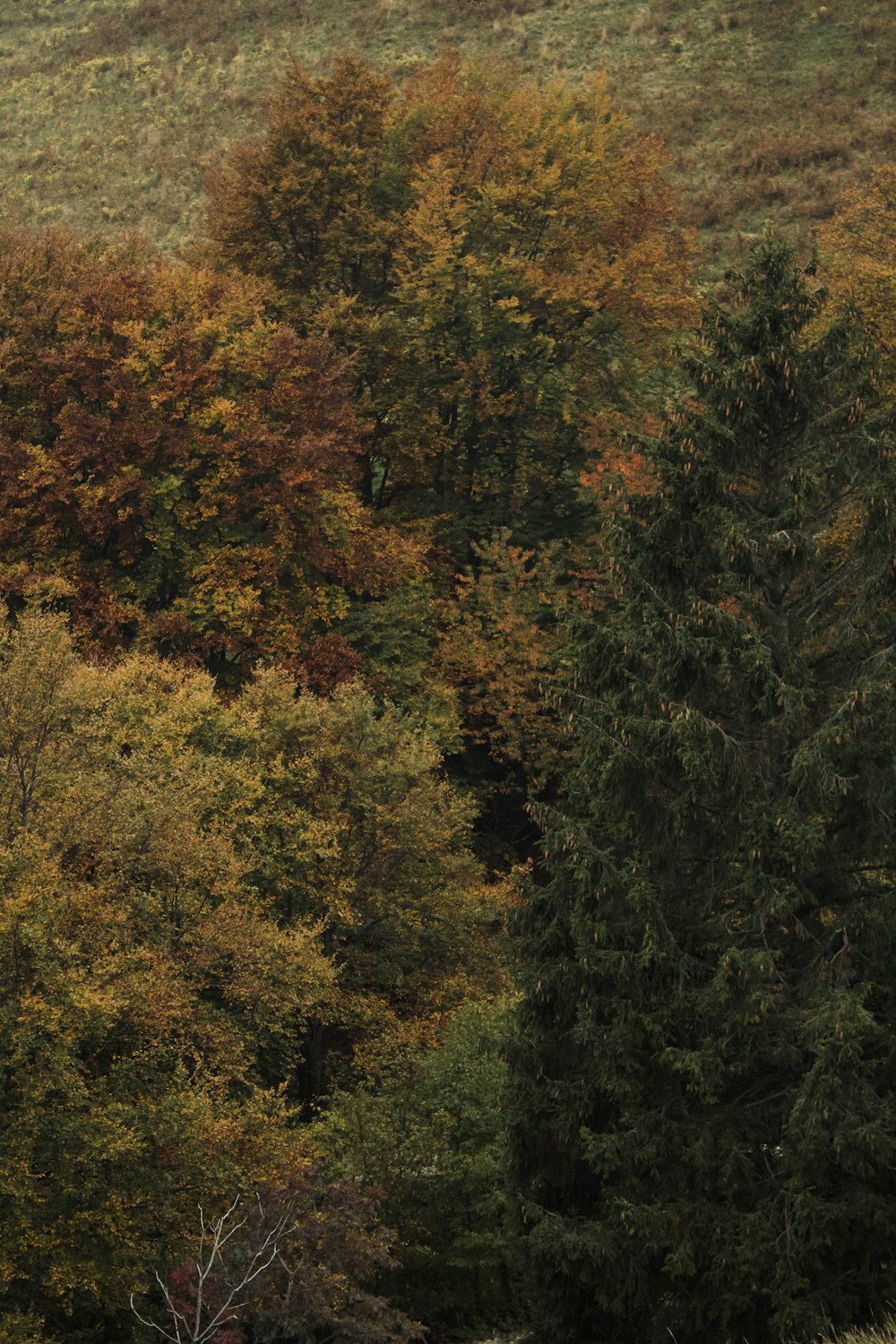 un bosque de árboles