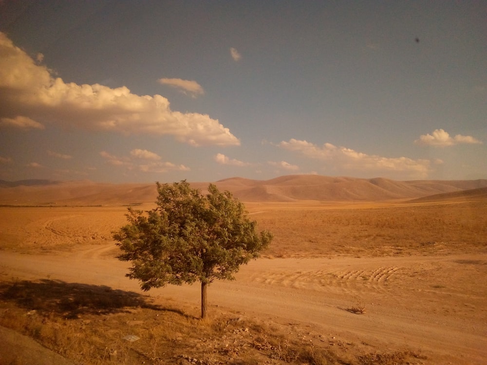 a tree in a desert