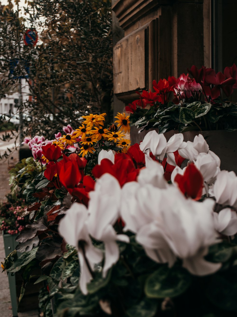 a group of flowers