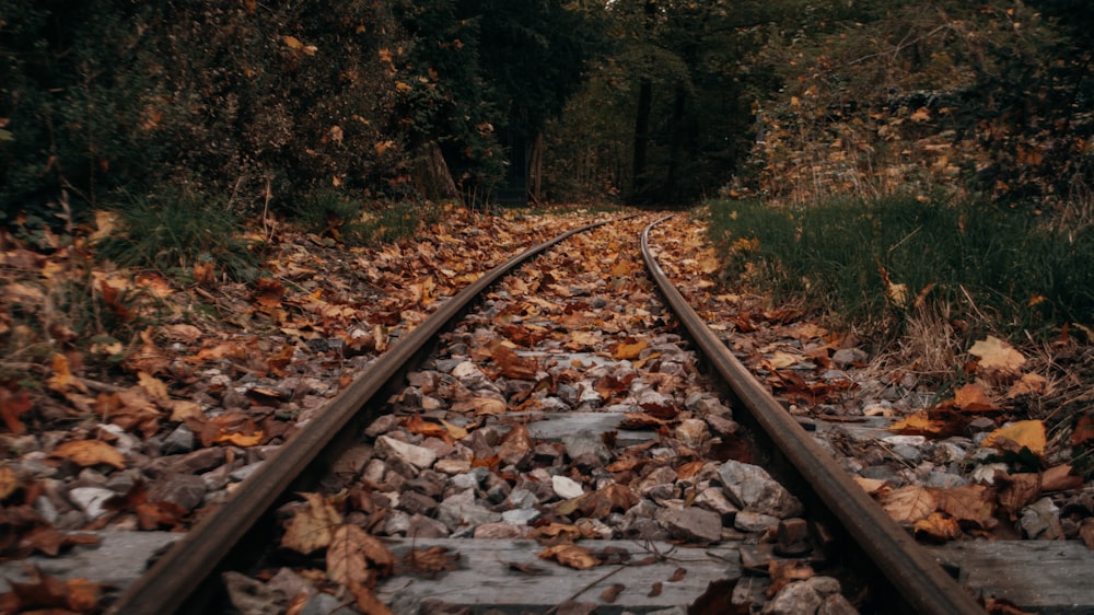 train tracks in the woods