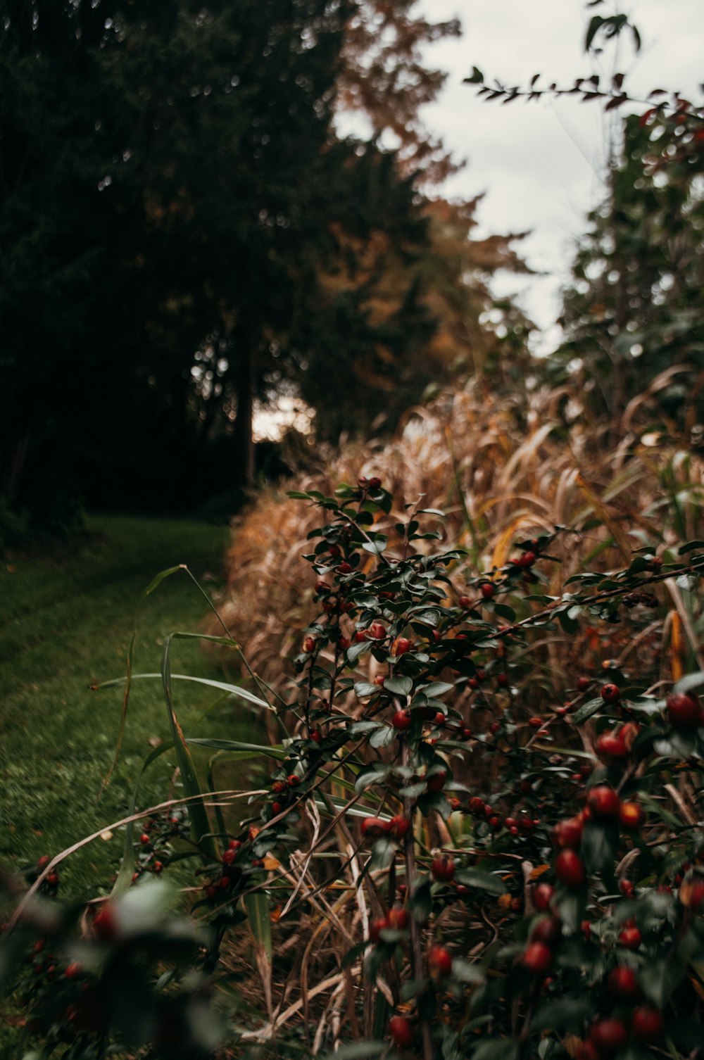 a close-up of some berries