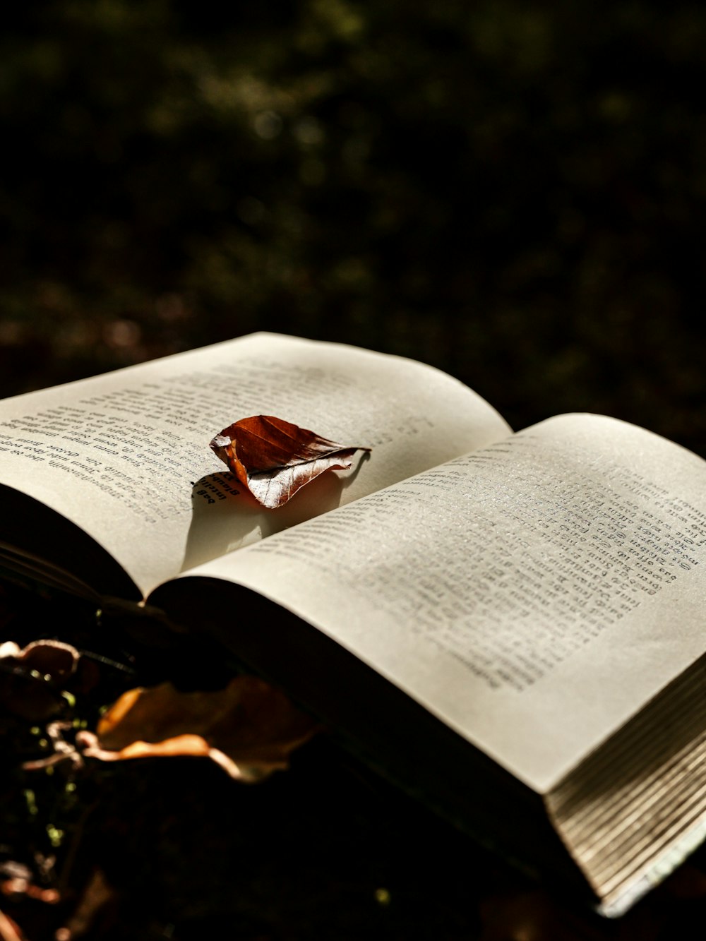 a butterfly on a book