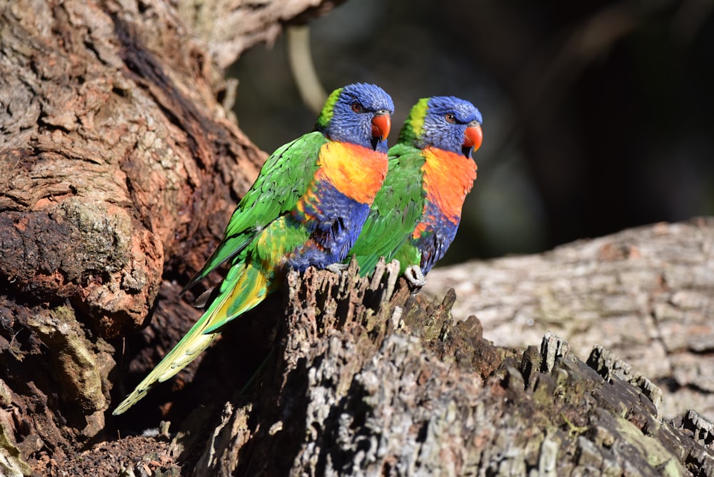 a couple of birds sitting on a tree branch