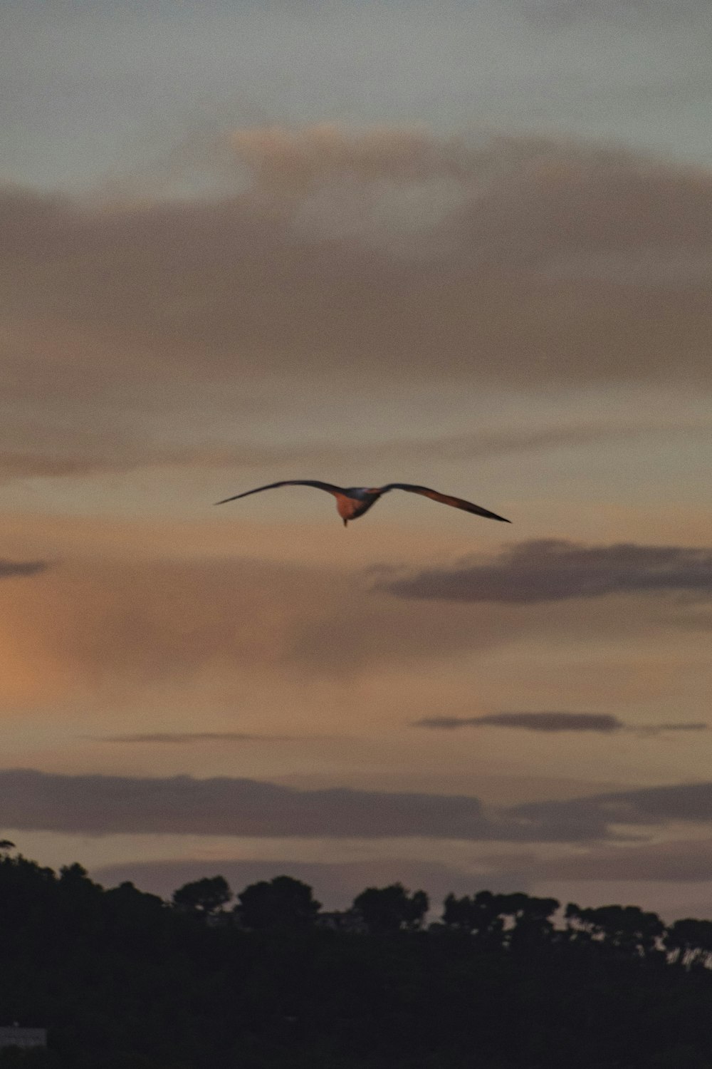 Un uccello che vola nel cielo