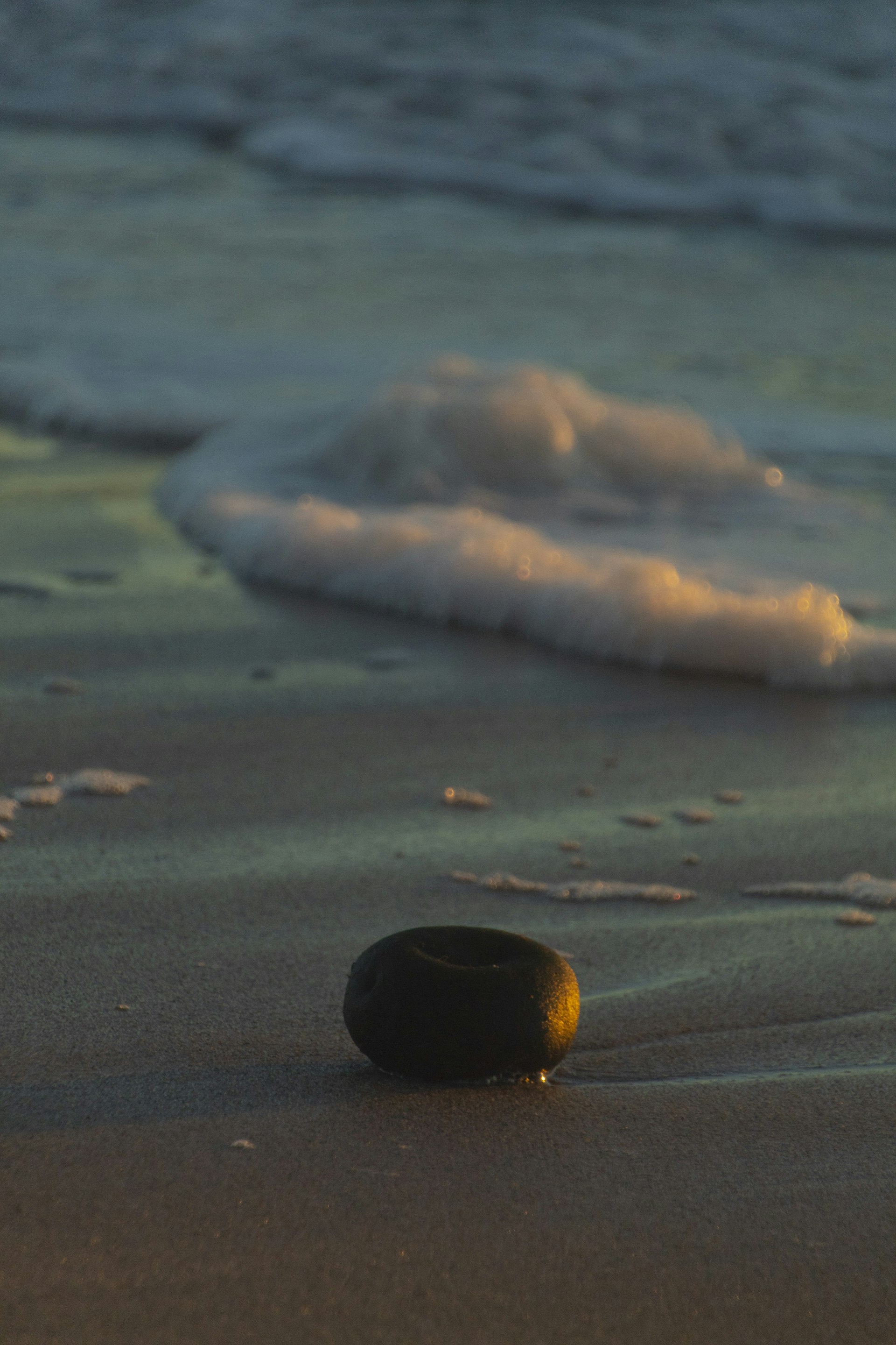 a seashell on a beach