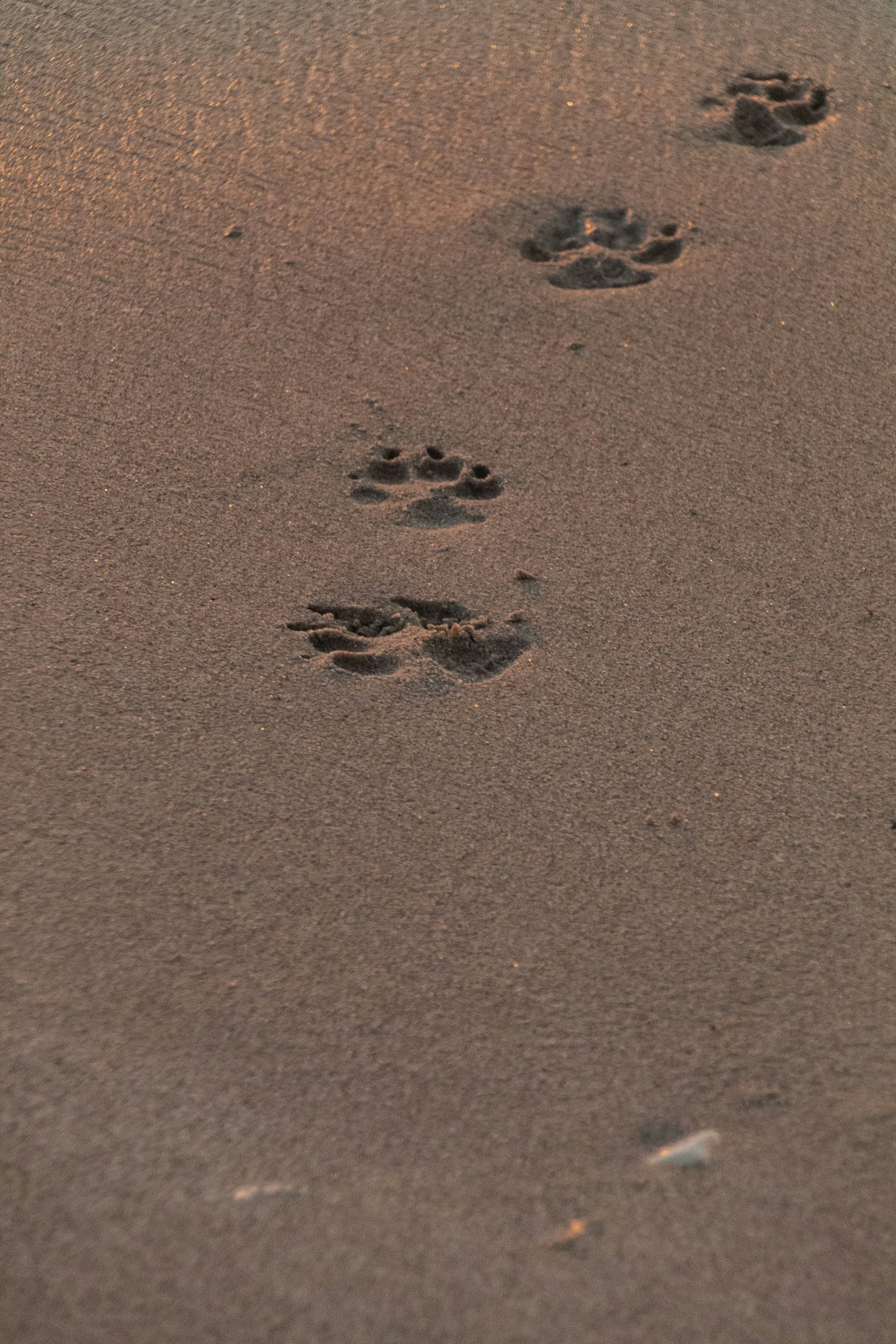 Pas i čovek koračaju