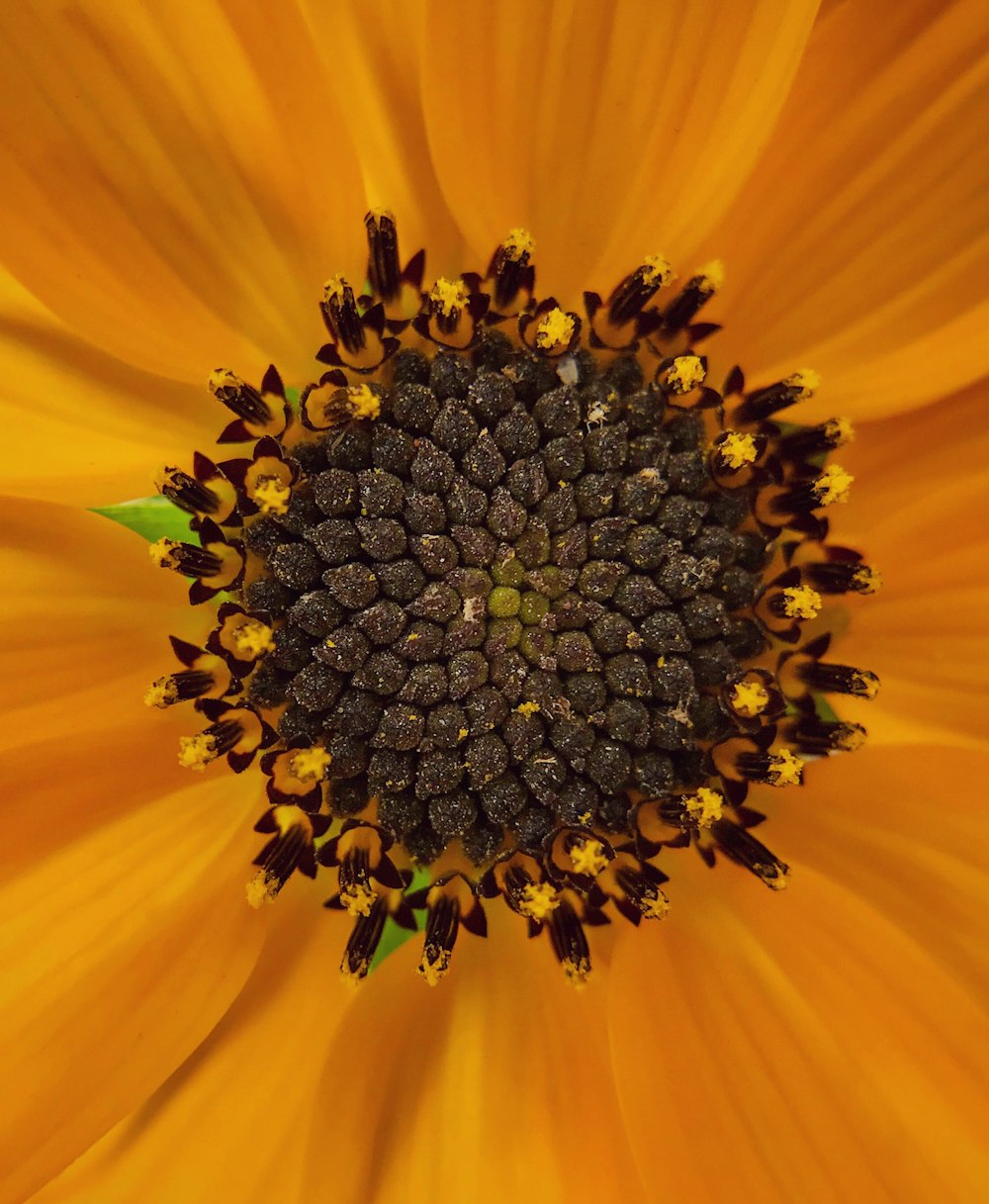 a close up of a flower