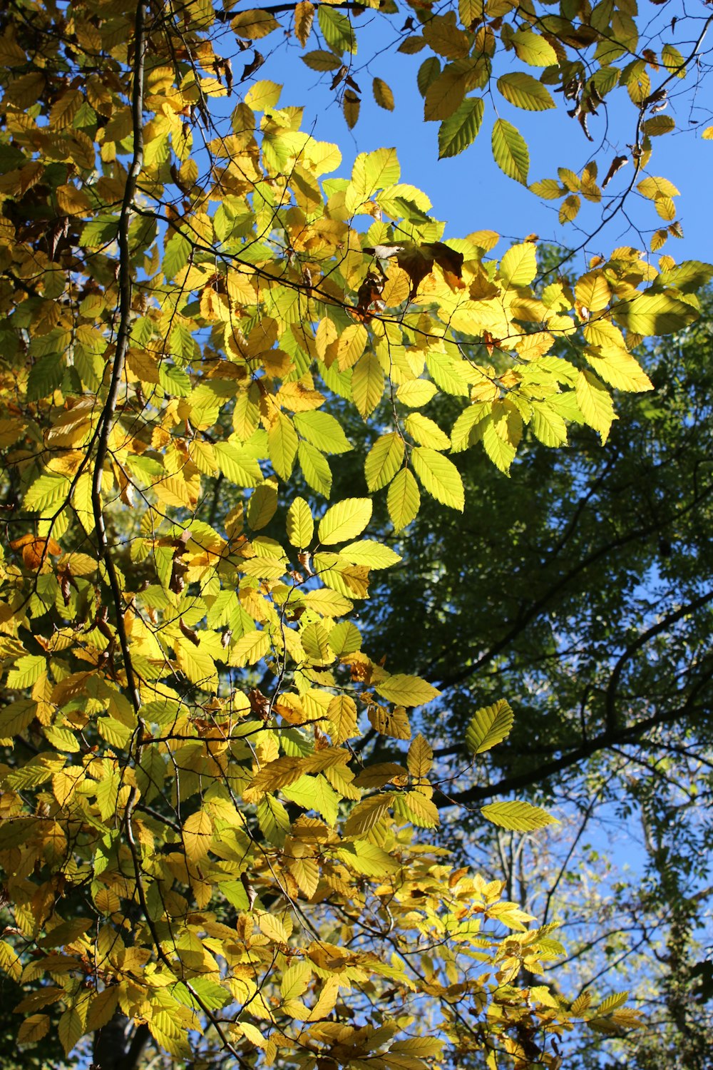 a tree with yellow leaves