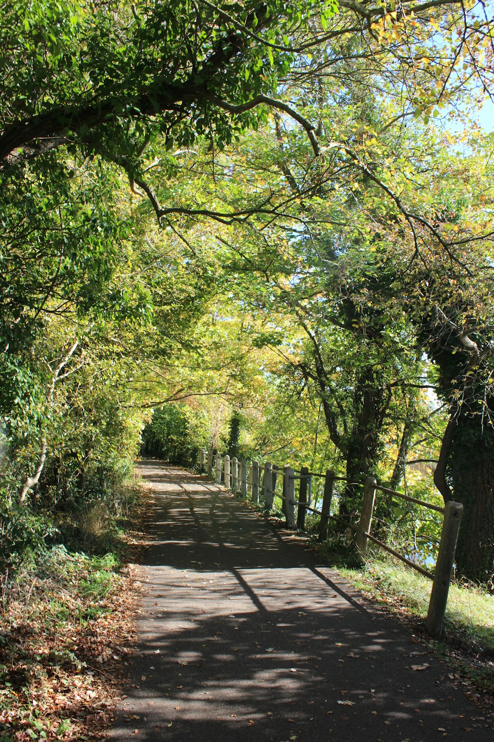 a path through a forest