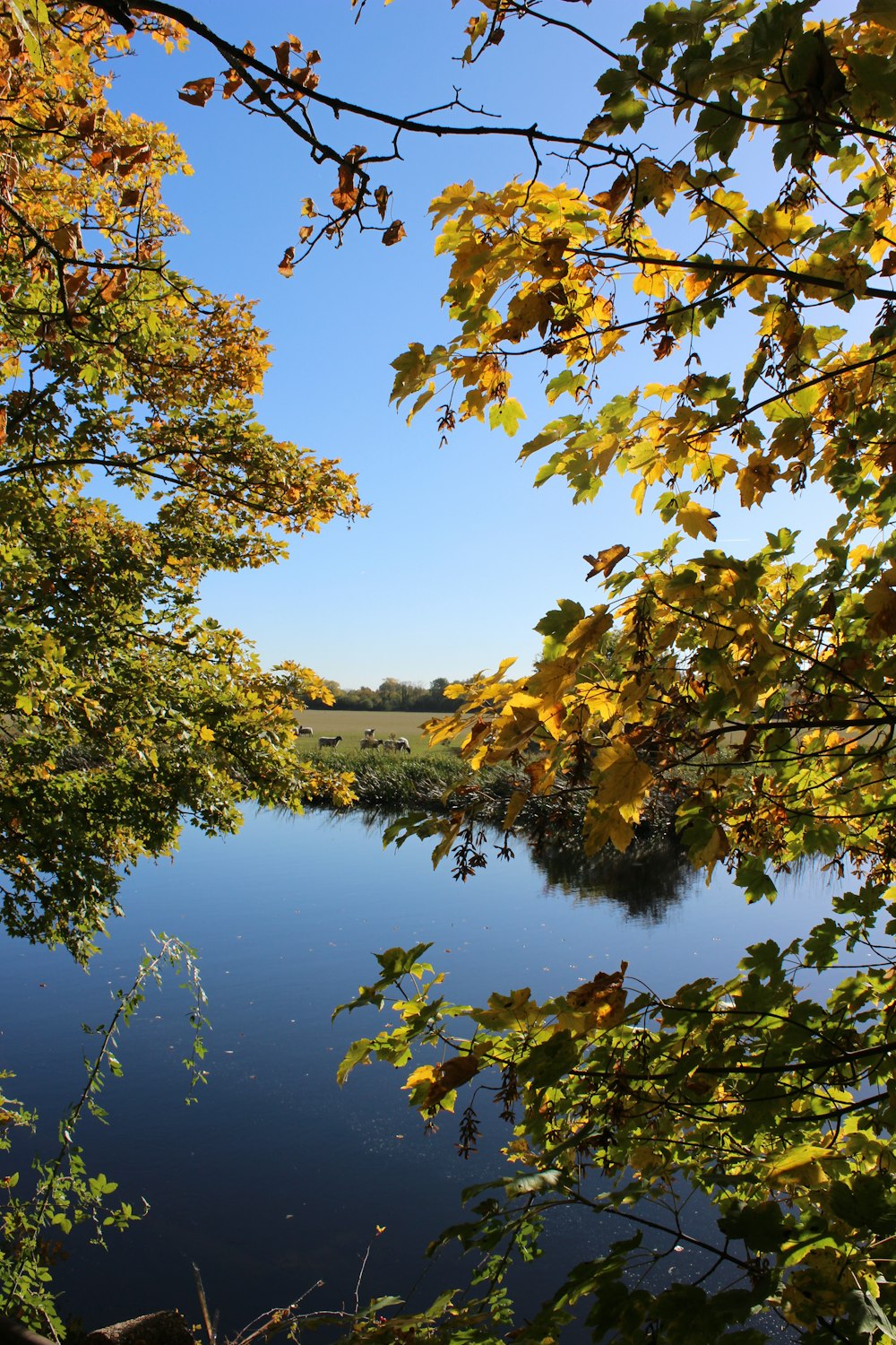 looking through trees at water