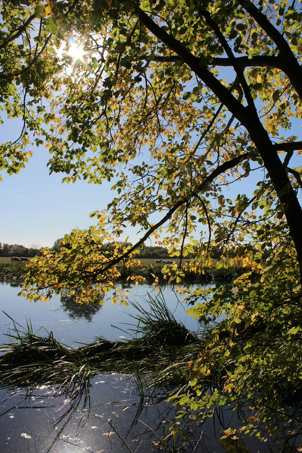 a tree with leaves