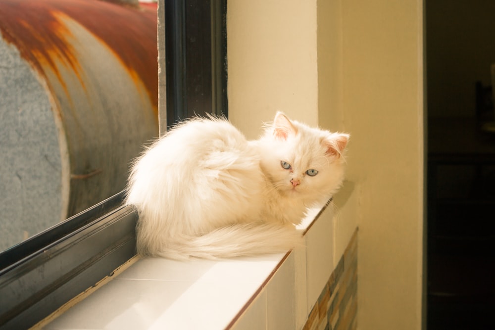 a white cat sitting on a window sill