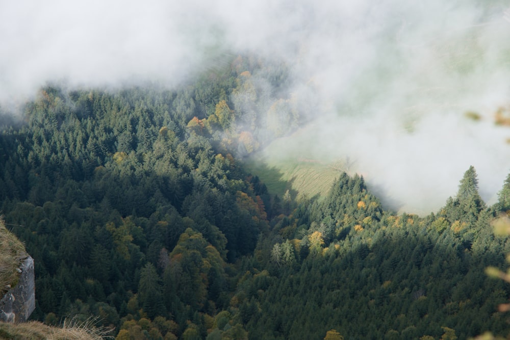 a forest of trees