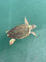 A serene turtle swimming in clear water.
