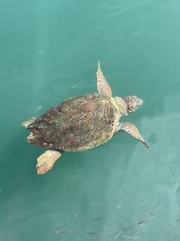A serene turtle swimming in clear water.