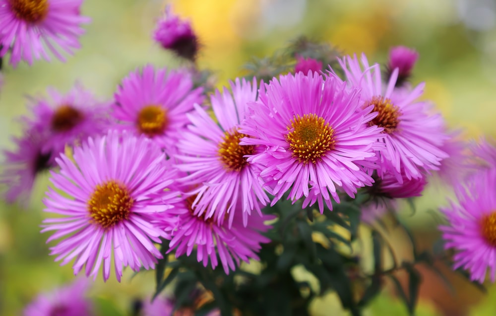 a group of pink flowers