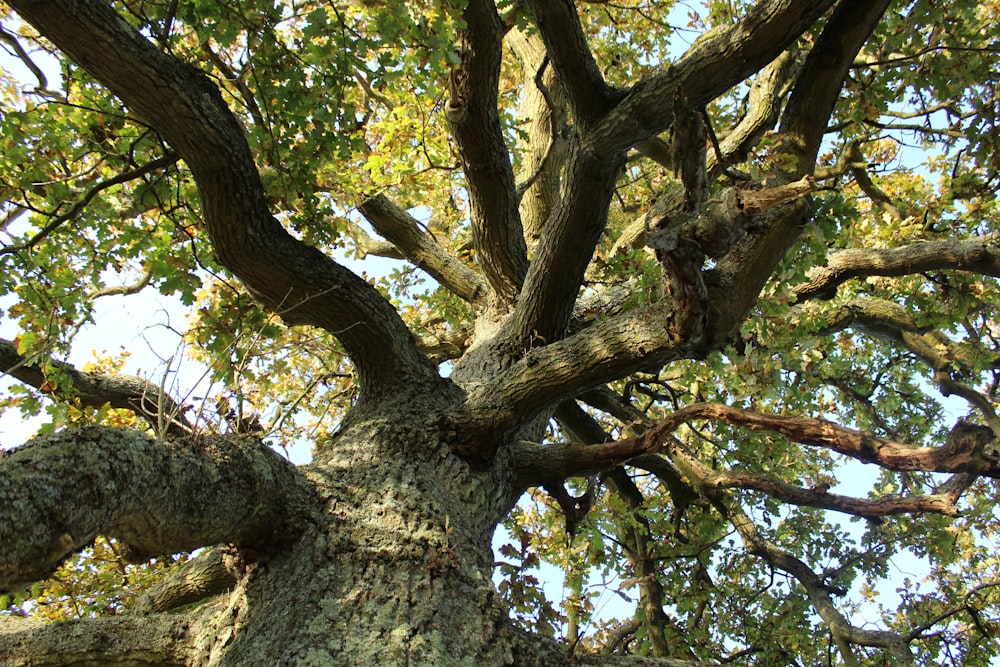 a tree with many branches