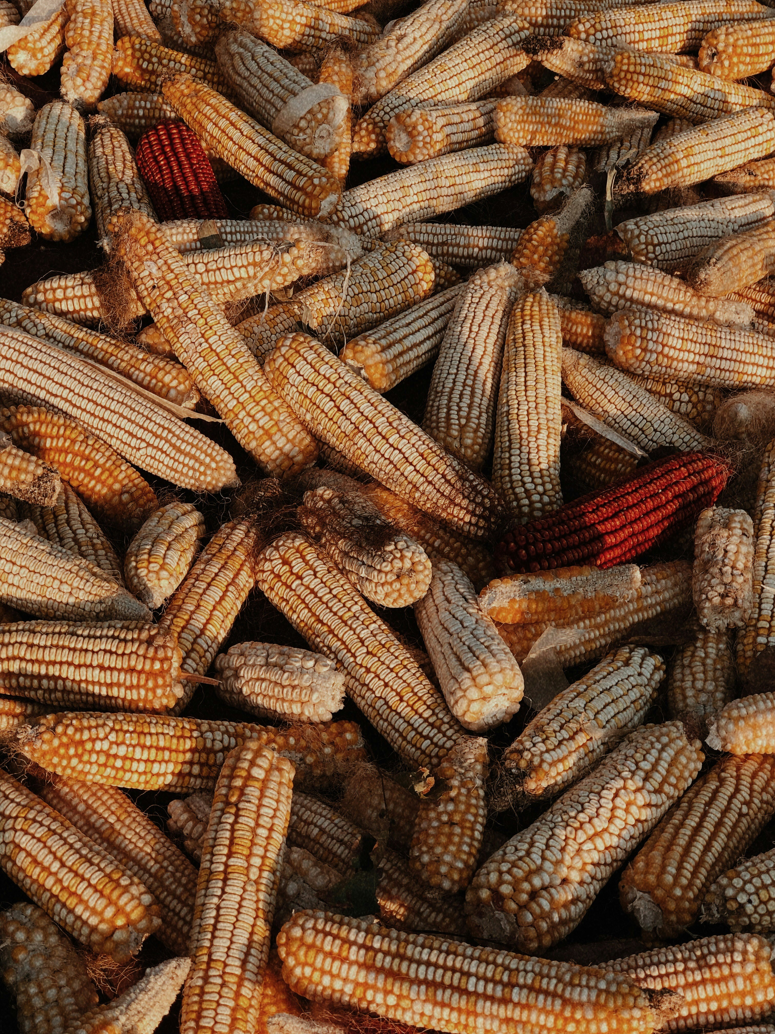 Photo by romanovandrew