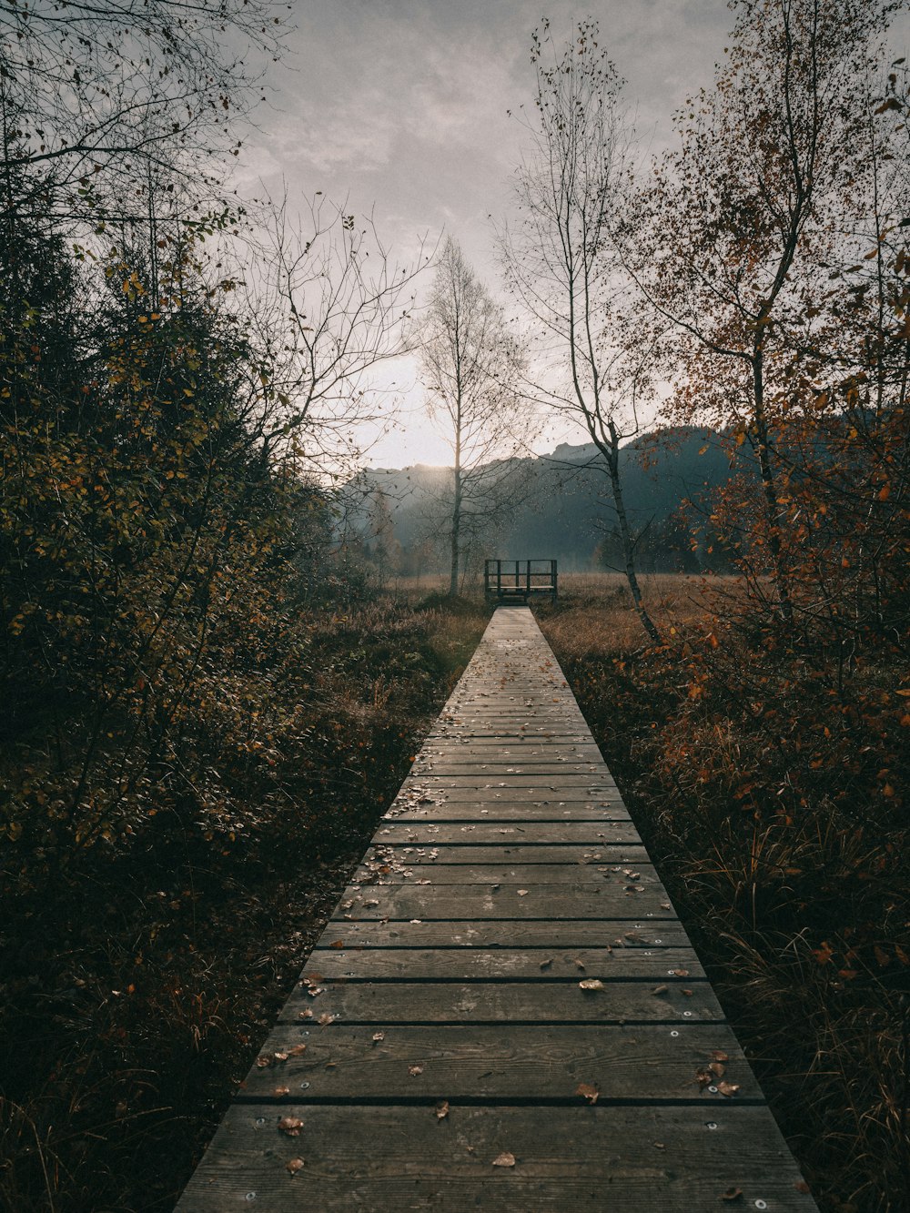 a wooden walkway through a forest